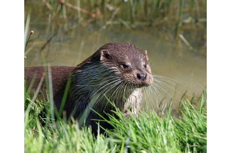 river otter