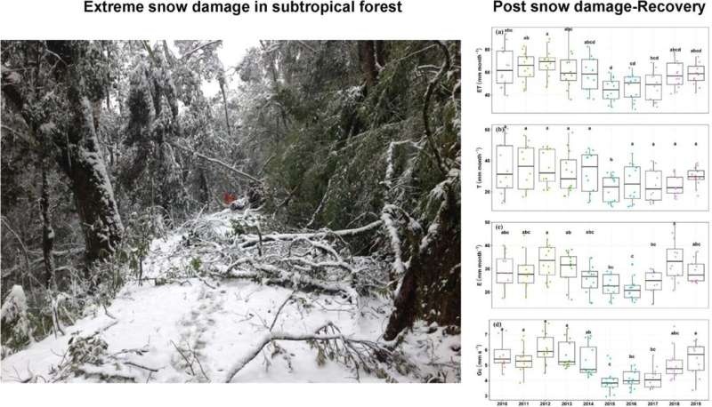 Water flux recovers asynchronously after snow damage in subtropical forest, study shows