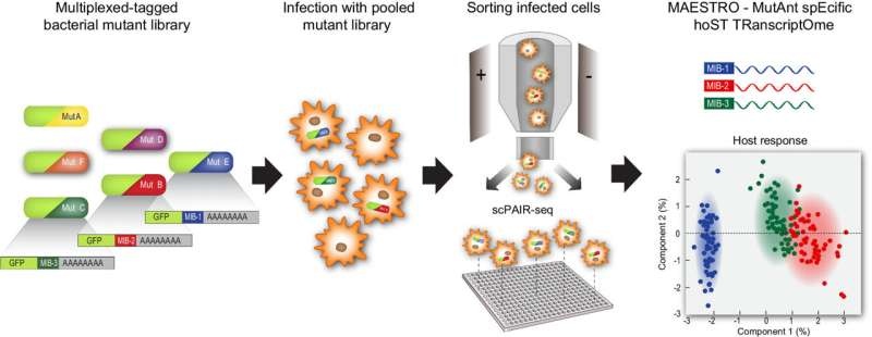 New method provides unprecedented glimpse into relationship between bacteria and their host cells