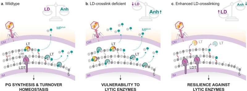 Study unveils a novel protective mechanism in bacterial cell walls