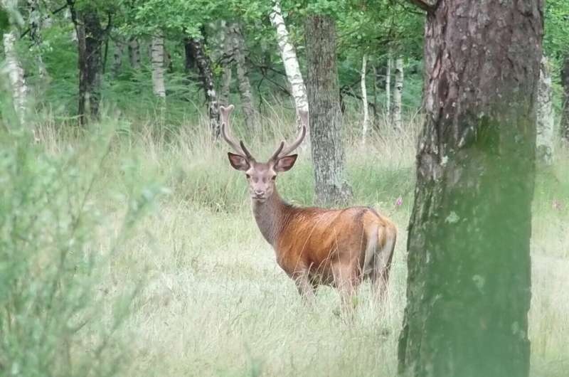 How climate change affects deer