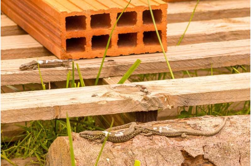 Wall lizards shed light on how animals prevent harm in territorial disputes