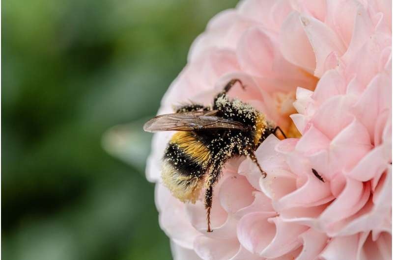 bee