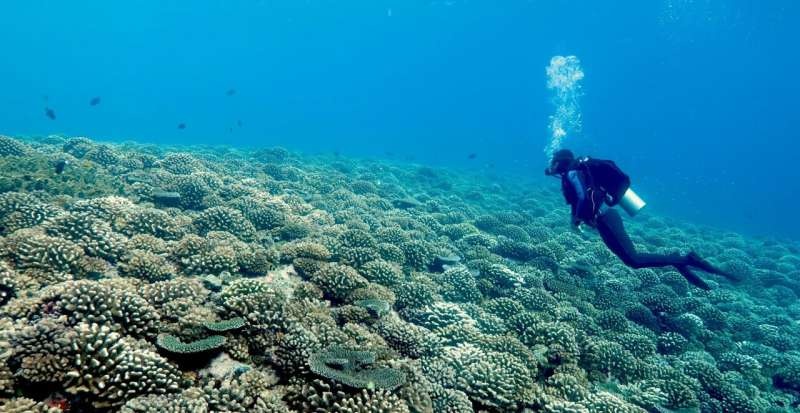 Dead coral skeletons hinder reef regeneration by sheltering seaweed