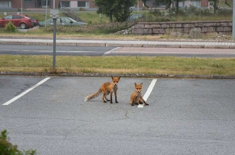 urban fox