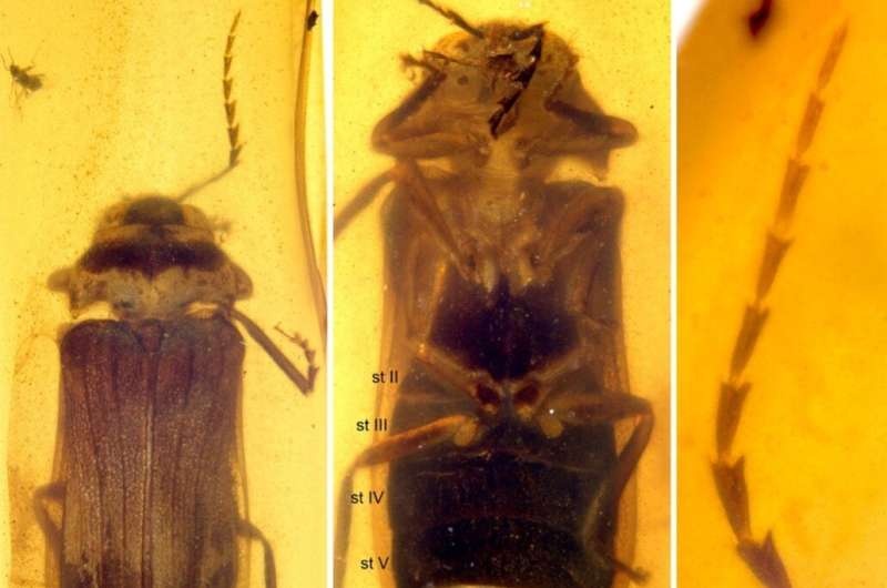 Cretaceous fireflies reveal early evolution of insect bioluminescence