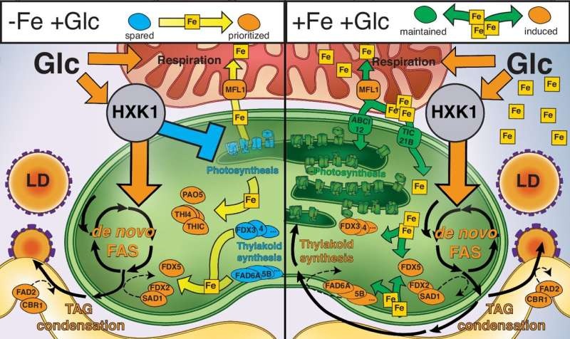 How iron and metabolic constraints can aid gene discovery for photosynthesis and biofuel production