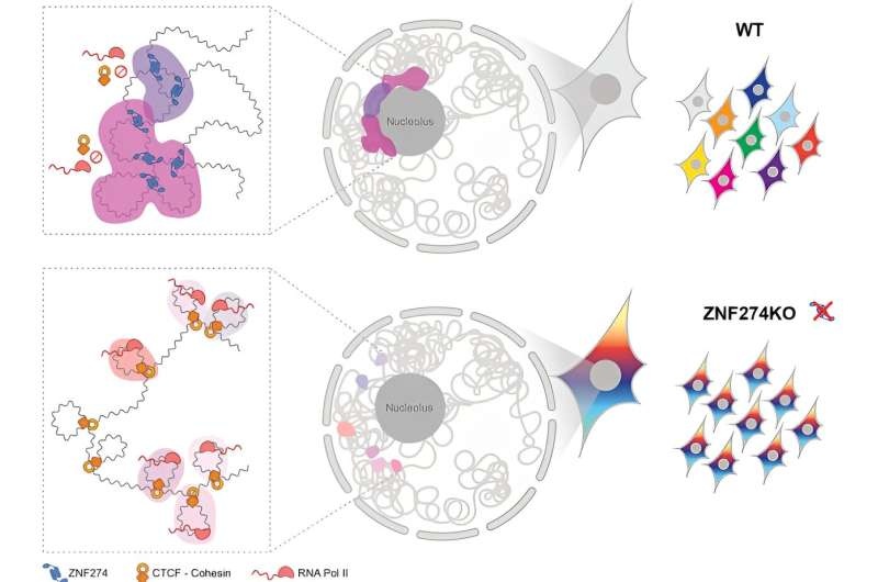 How a protein keeps gene clusters quiet in the cell nucleolus