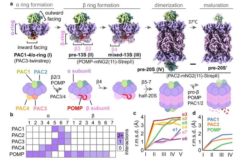 Structural basis of stitched-together protein complexes that recycle most proteins in cells