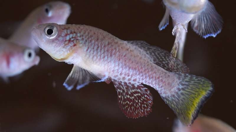 Stowers scientists uncover a critical component that helps killifish regenerate their fins