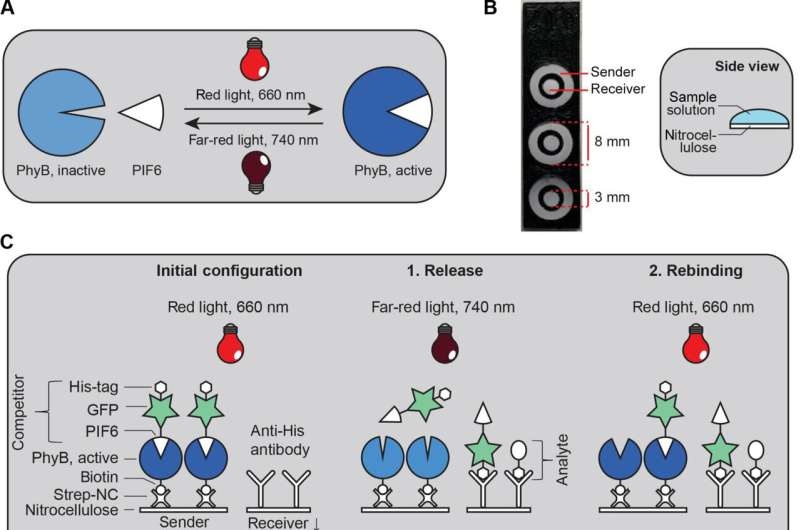 Light-controlled bio-based OptoAssays can diagnose diseases more easily and cost effectively