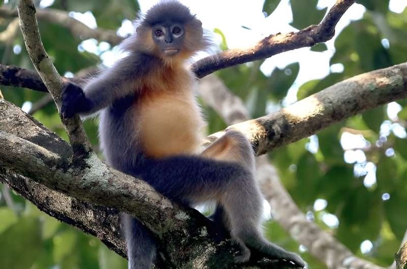 Forest loss forces langur species to interbreed