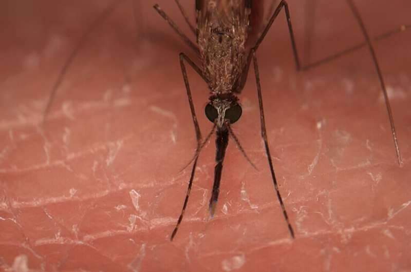 Researchers find warming quickens aging-related mortality in mosquitoes