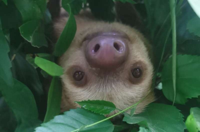 Sloth survival under threat due to climate change, new study finds