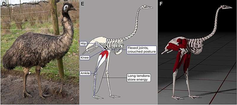 Bird study shows grounded running styles conserve energy