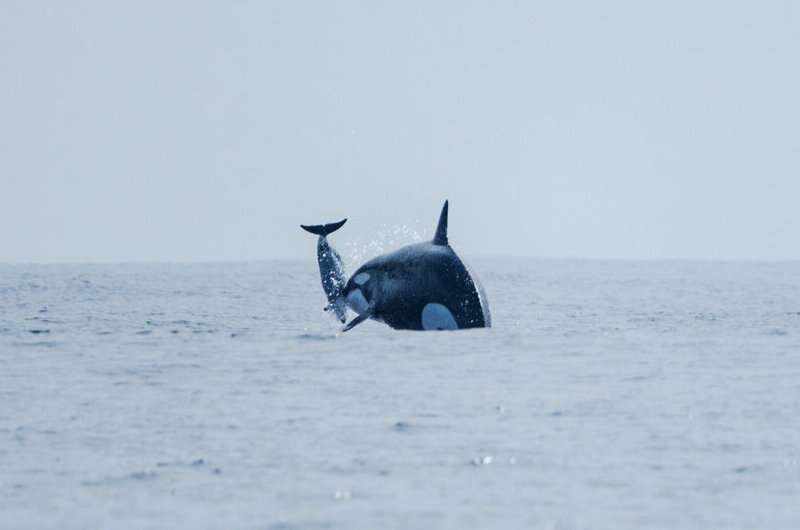 Mysterious orca group near Chile tracked down, revealing newly discovered hunting skills