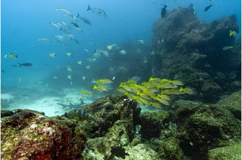 Acidic waters damage corals, shellfish and the phytoplankton that feeds numerous marine species