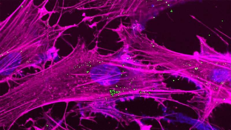 Recharging the Powerhouse of the Cell