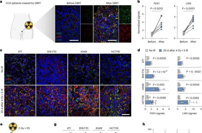 Copper-based nanocapsules shown to enhance radiotherapy effectiveness