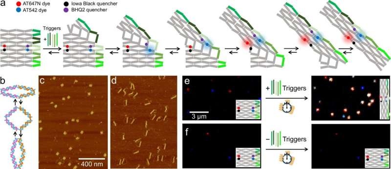 Researchers show how DNA origami and fluorescent probes can precisely  release molecular cargo