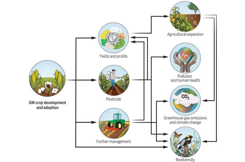 Researchers explore common genetic modifications in four crops: soybean, corn, cotton, and canola