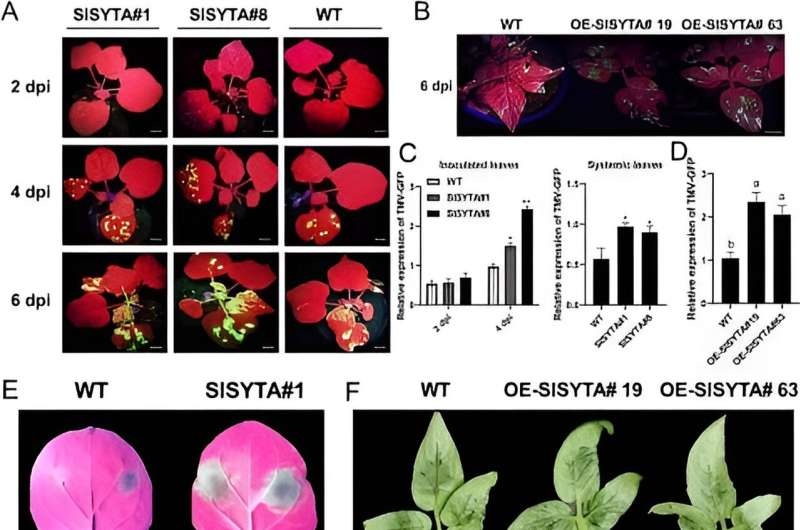 Plant pathogen battle: SlSYTA protein's dual role in defense and susceptibility