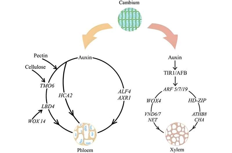 Graft union mastery: unveiling the secrets of plant tissue mending