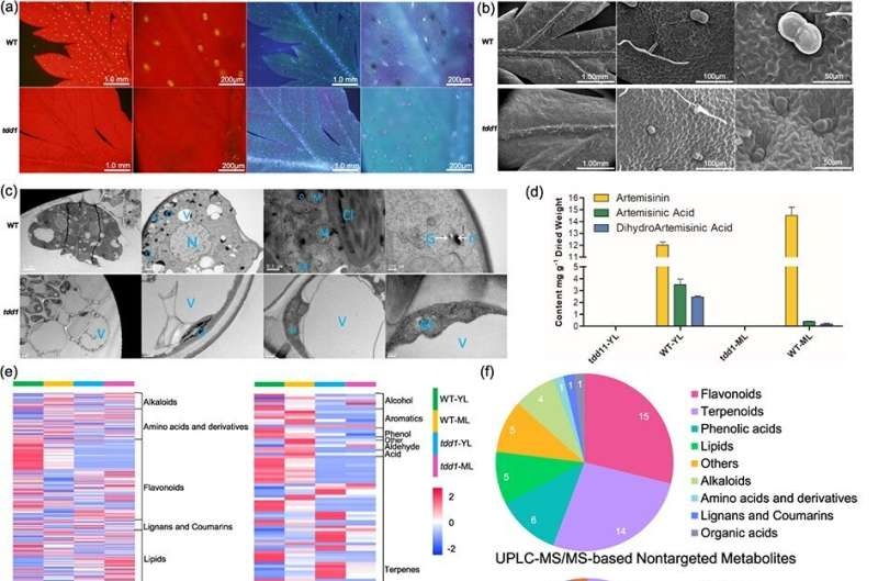 The hidden metabolic landscape: Unraveling the genetic underpinnings of Artemisia annua