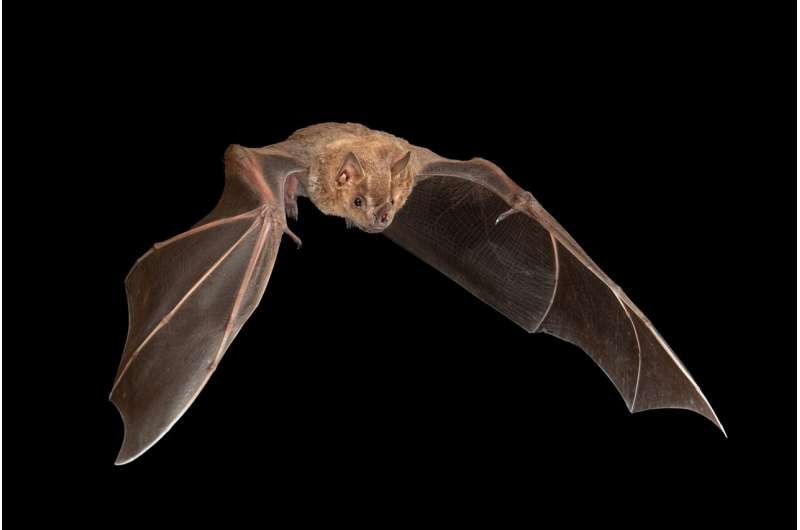 Fruit-only diet improves bats' immune response to viruses