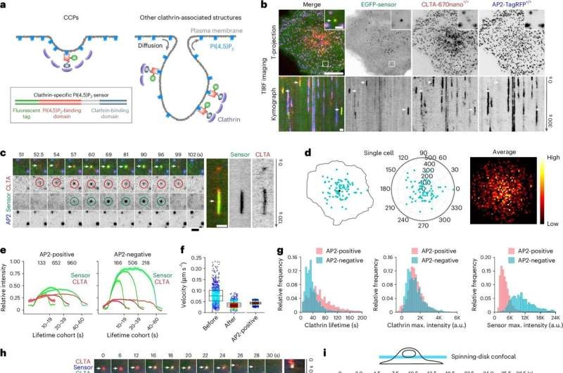 Researchers identify novel endocytic recycling mechanism with 'kiss-and-run' membrane fusion