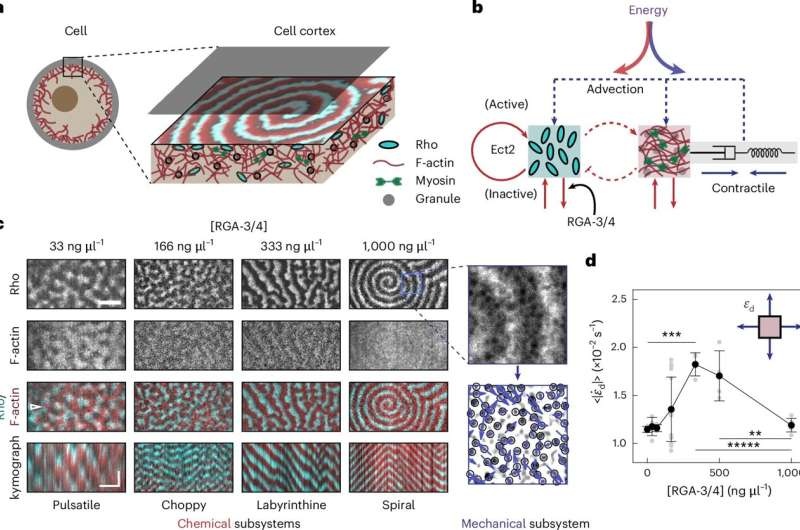 Scientists decipher the energy patterns in our cells