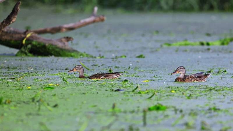 algae bloom