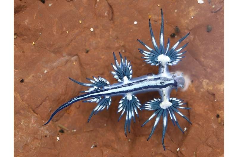 Dragons on the Outer Banks? Venomous blue sea slugs wash up on the beach