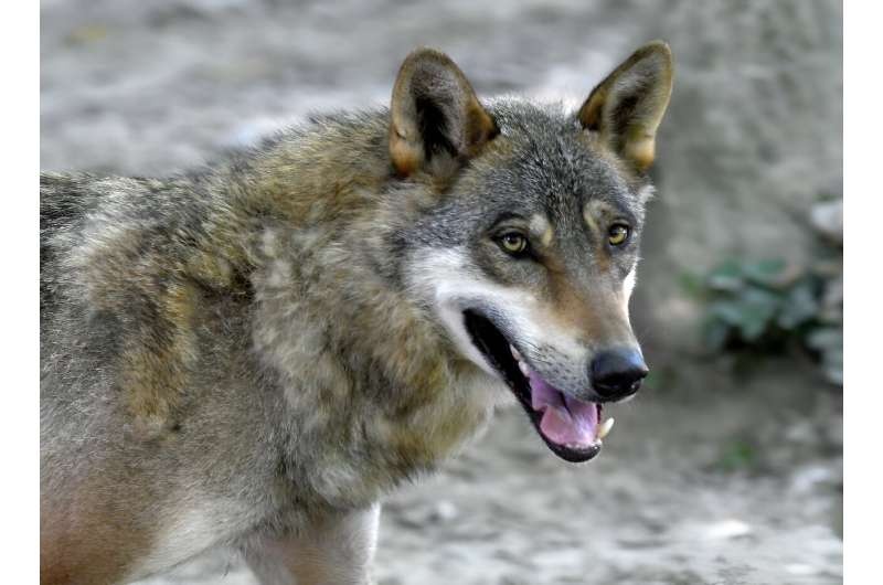 Grey wolves were virtually exterminated in Europe a century ago but, thanks to conservation efforts, numbers have rebounded