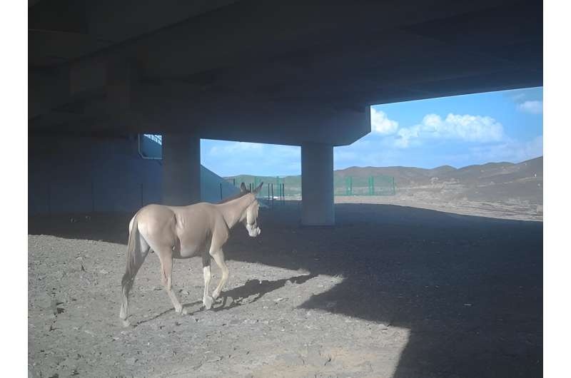 Researchers identify factors affecting crossing structure use by ungulates in China