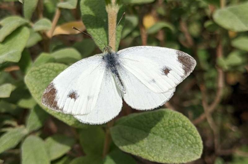 How a butterfly invasion minimizes genetic diversity