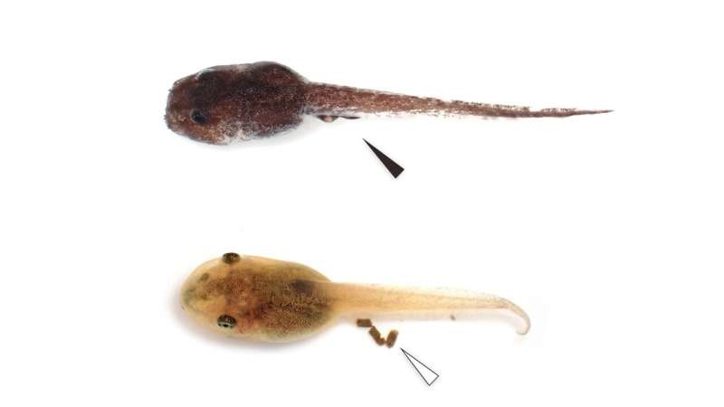 These tadpoles have discovered a unique way of not contaminating their water supply: not pooping