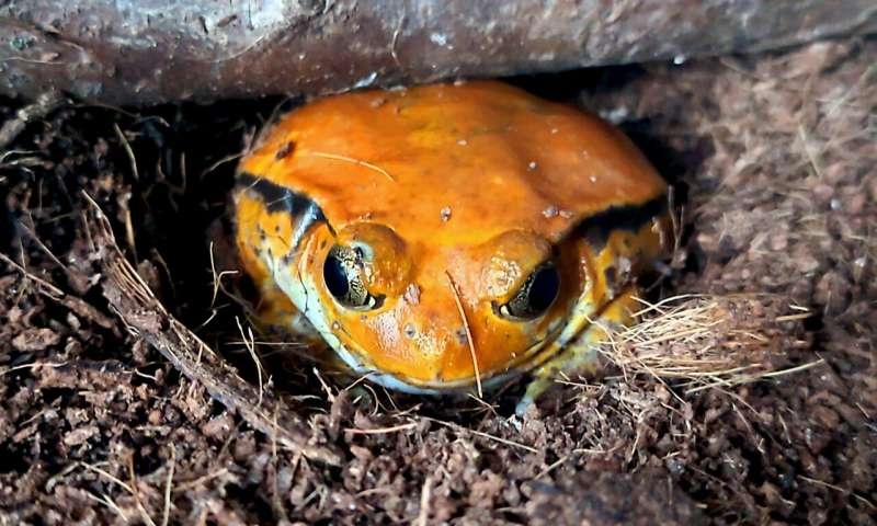 Independent origins of frog glue and its role in predator evasion