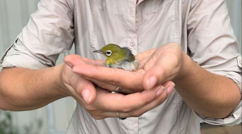 Love island: Bird's refusal to leave resort life leads to genetic change