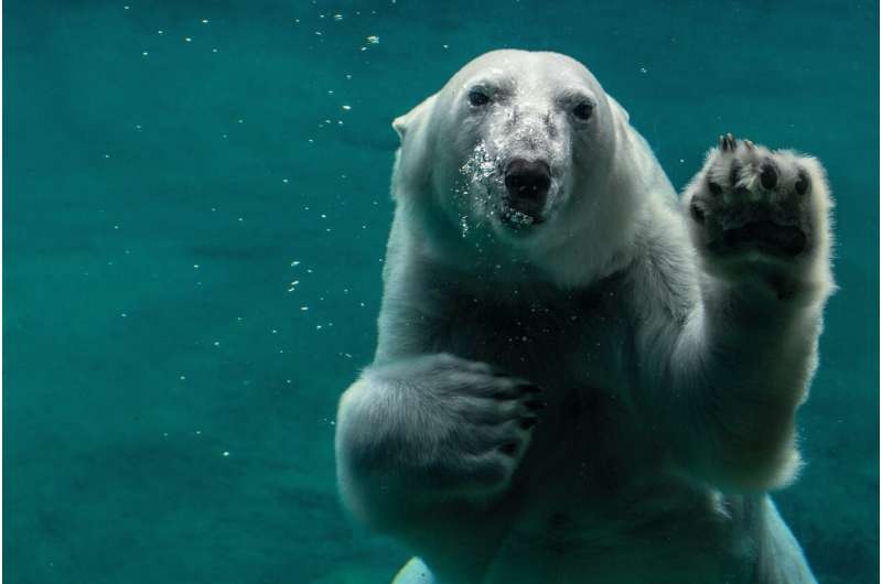 polar bear