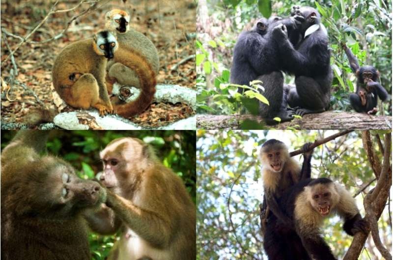 Primates bond for their own benefit: Study underlines strategic benefits behind bonding for both sexes