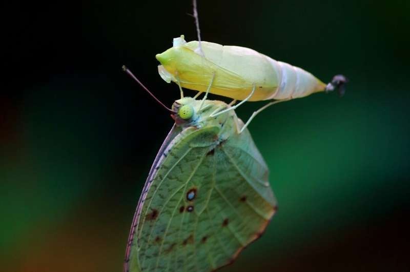 pupa