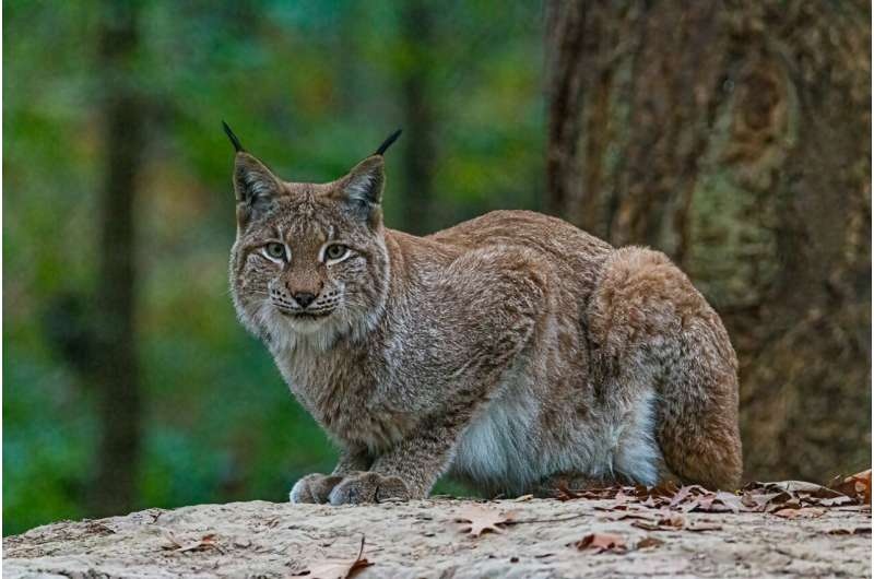 lynx