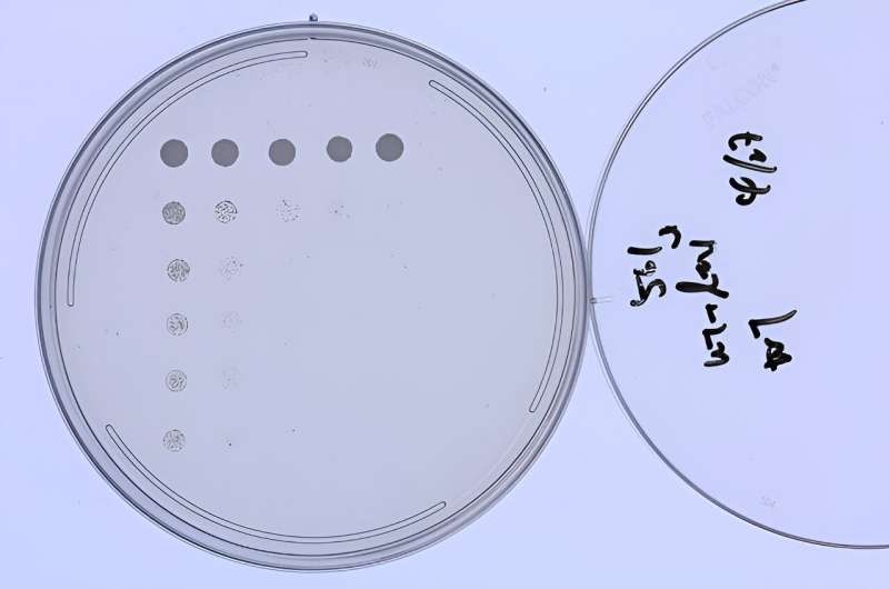 Yeast chit-chat: How microorganisms talk food shortages