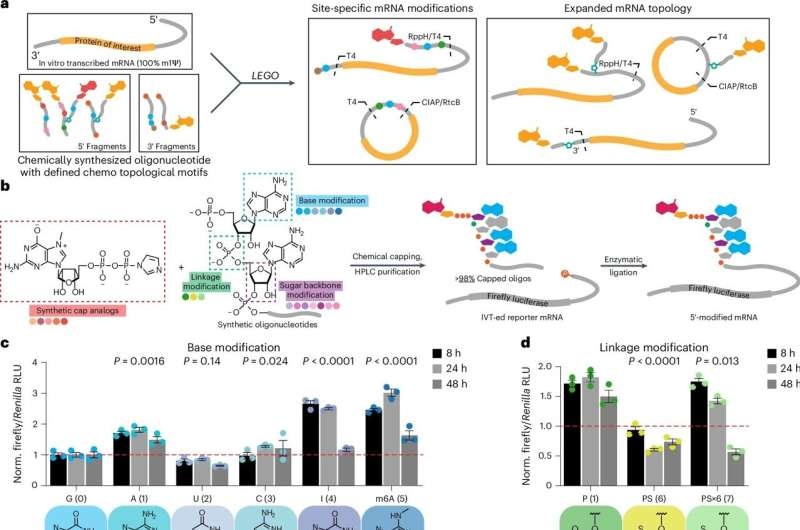 New approach may yield modified messenger RNAs for treating a wide range of conditions