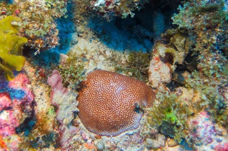 Deeper corals may help shallow reefs recover in the Florida keys