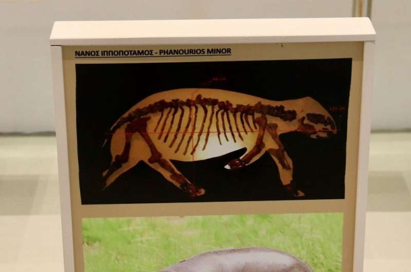 Small populations of Stone Age people drove dwarf hippos and elephants to extinction on Cyprus