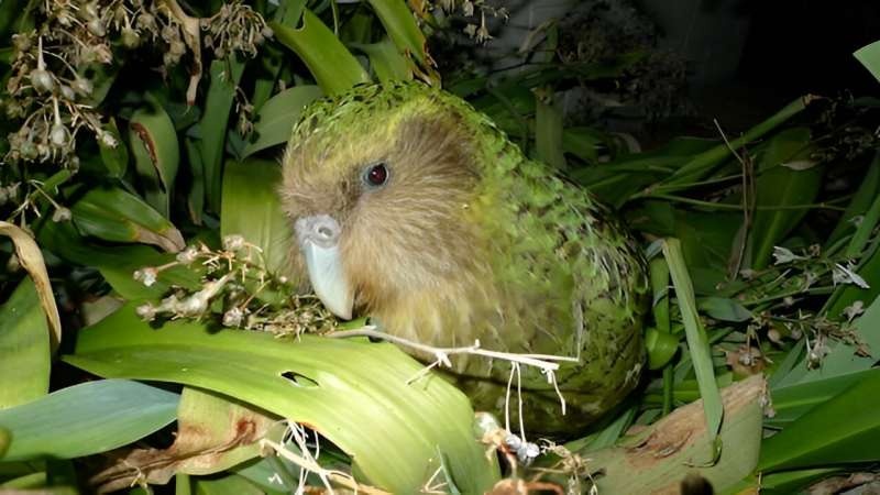 Are kiwi and moa recent immigrants from Australia? Neither fossils nor genetic evidence support the story