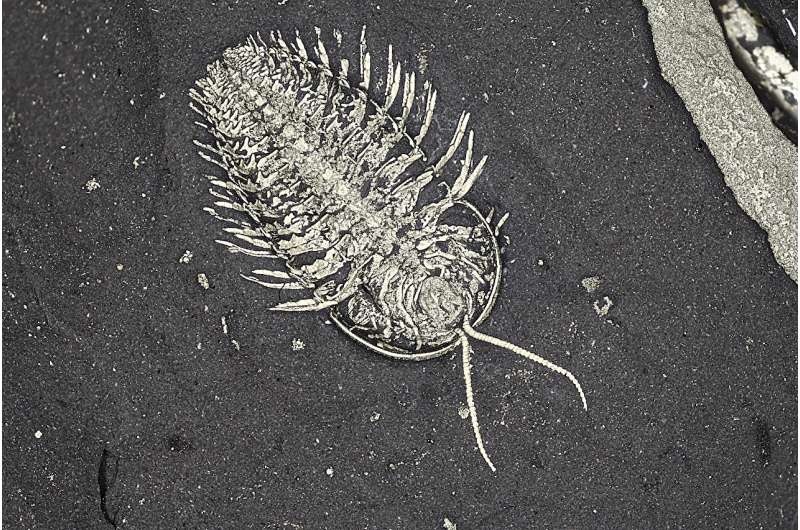 Trilobite fossils from upstate New York reveal 