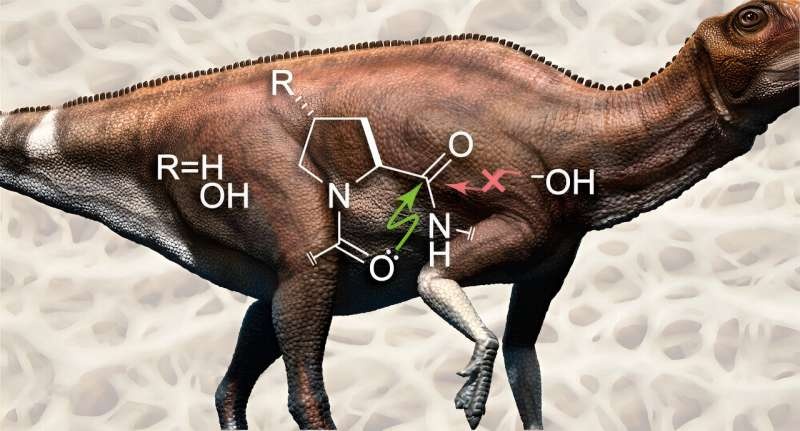 Chemists explain why dinosaur collagen may have survived for millions of years